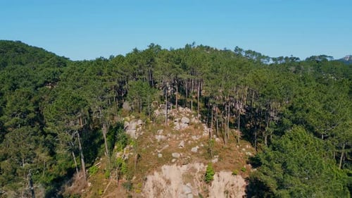High Evergreen Trees Growing on Mountain Hills Aerial View. Dark Green Pines