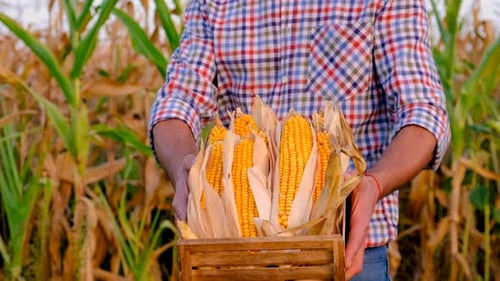 A Man Farmer Harvests Corn in a Field Selective Focus