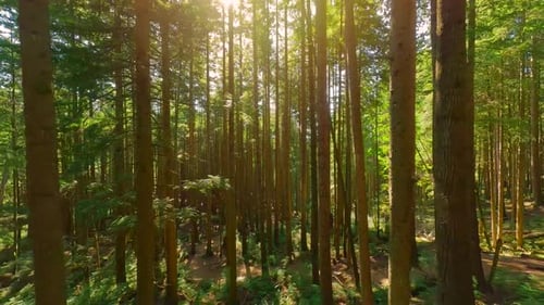 Smooth Flight Between the Trees Close to Branches in a Fabulous Forest
