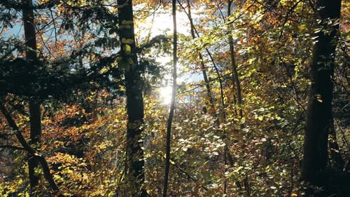 Une heure dorée dans la forêt : la lumière du soleil filtre une forêt automnale vibrante et diffuse une lueur chaleureuse.