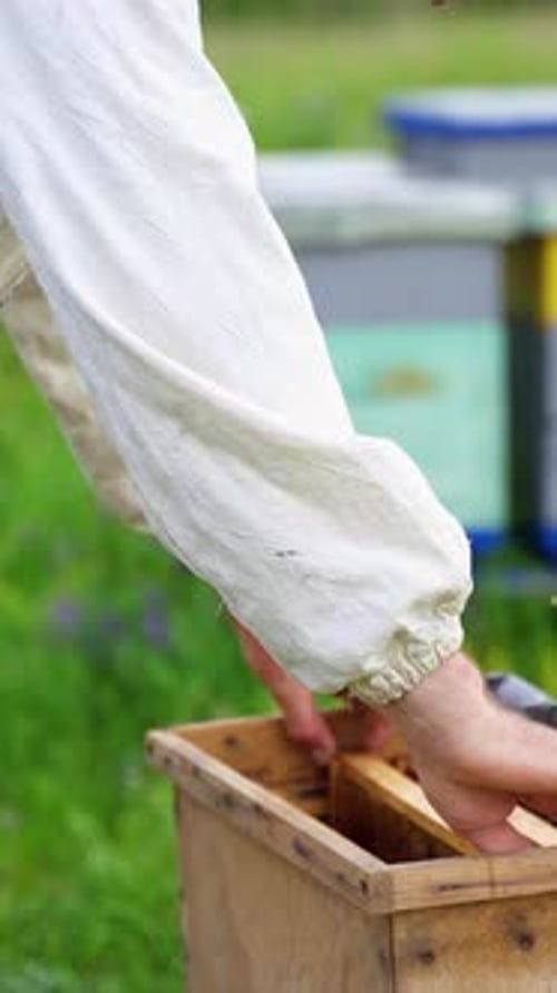 Hives in apiary with bees. Beekeeper working with bees and beehives on the apiary