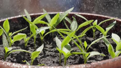 Young Leaves in Flower Pot During Rain