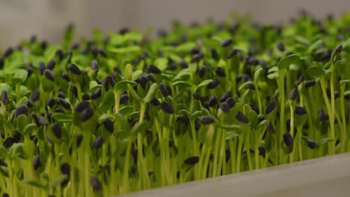 Fresh Microgreen Sunflower Sprouts Closeup on White Shelves Agriculture Young Plant Pot Salad