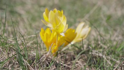 Bright Yellow Flowers Blooming in Spring Sunlight