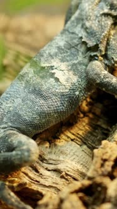 Lézard à volants grimpant sur un tronc d'arbre