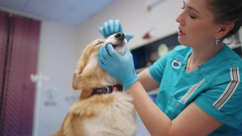 Kind and Careful Veterinarian Doctor Woman is Examining Teeth of Little Dog in Vet Clinic