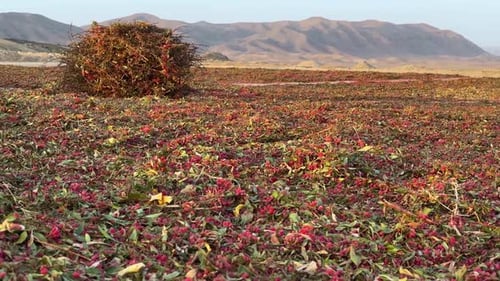 De gauche à droite : jardin d'épine-vinette, ferme en train de vanner, champ en Iran, tôt le matin, lever du soleil, heure d'or, mou