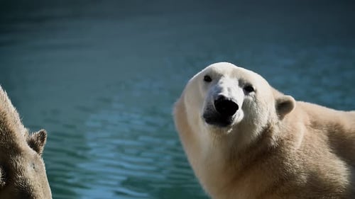Wunderschöne Portraitaufnahmen eines weiblichen Eisbären und ihres Eisbärenjungen in einer Naturlandschaft nahe der Kälte