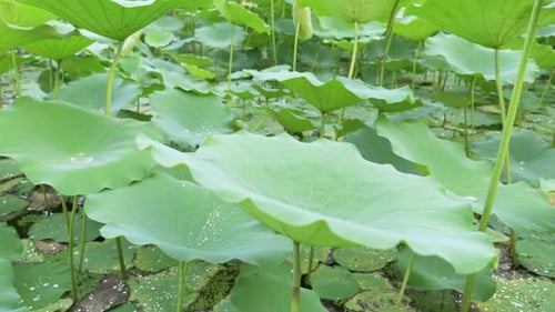 Lotus leaves floating tranquil pond nature scene serene environment close-up view