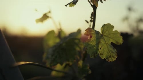 Grüne Weinblätter, die bei Sonnenuntergang im Freien leichter Wind wiegen, Nahaufnahme. Frisches Laub