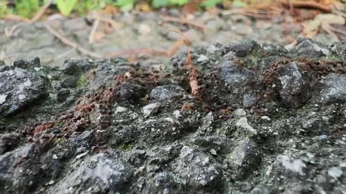 Rote Arbeiterameisen marschieren über felsige Oberfläche
