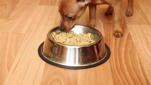 Small Brown Dog Eating Food From Bowl