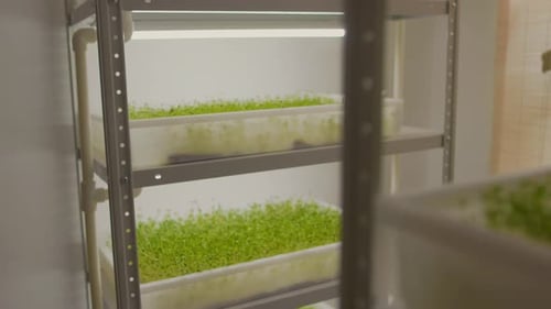 Close Up Fresh Microgreen Sprouts on White Shelves Agriculture with Light Young Plant Pot Salad