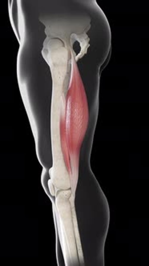 Biceps Femoris Muscle Movement Side View Vertical Video
