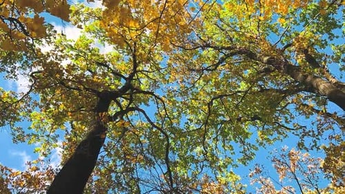Tall, spreading maple and oaks trees with yellow leaves