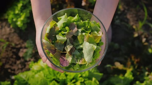 A Woman Holds a Bowl of Lettuce Over the Vegetable Garden Where It Grows