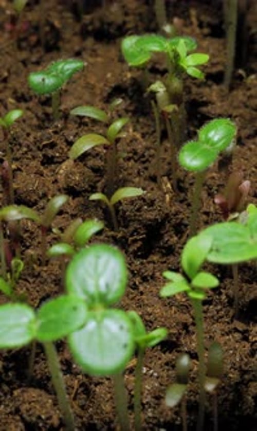 Time Lapse of Seedlings Sprouting in Soil