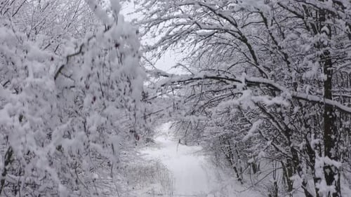 Aerial Footage of the Frozen Winter Forest Deeply Covered with Snow