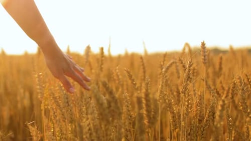 Woman's Hand Touches Golden Wheat Field at Sunset