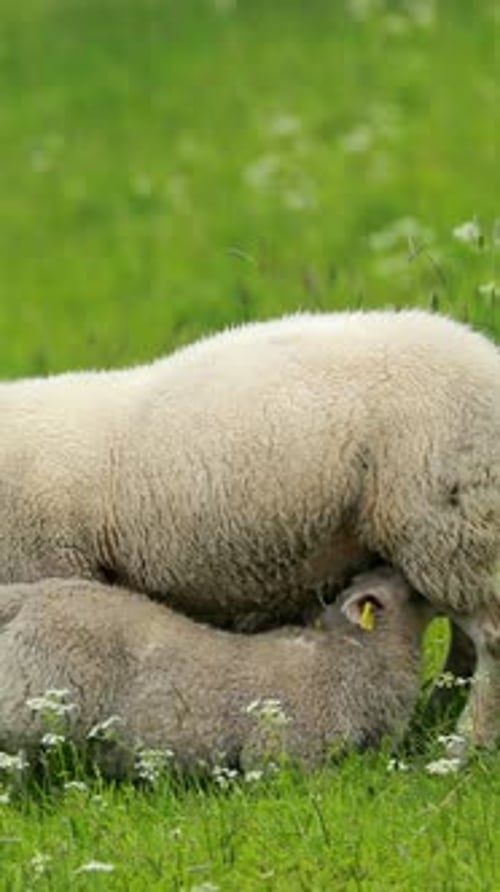 Norway Domestic Mother Sheep Feeds