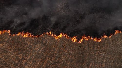 Slow motion aerial view spring dry grass burning field. Fire, smoke in meadow, pollution