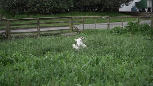 Au Ralenti d'une chèvre couchée tranquillement dans la prairie verdoyante du mont Maunganui