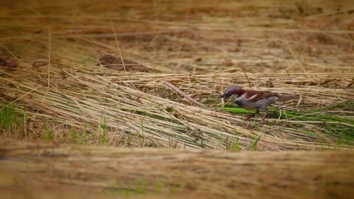 Birds Foraging for Food 4k