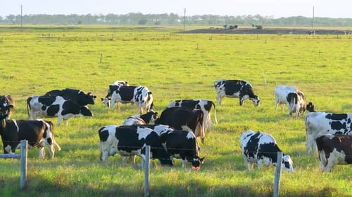 Production of Organic Dairy Products Milk Cows Grazing on Green Farm Pasture Feeding of Cattle on