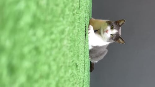 Cute Gray and White Cat Looking at Camera
