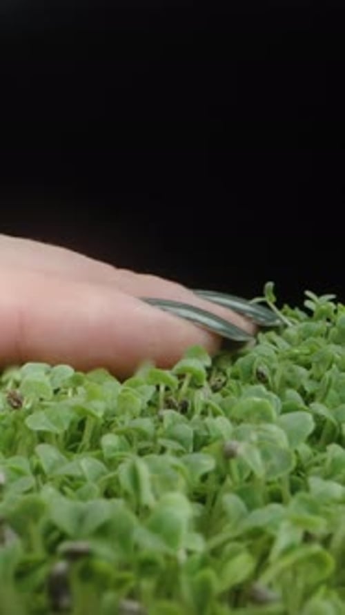 Vertical video. A Woman's Hand Stroking Small Sprouts from Chia Seeds. Dolly slider extreme close-up