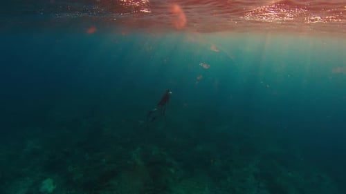 Freediver swims underwater and ascends to the surface from the coral reef after his breath hold dive
