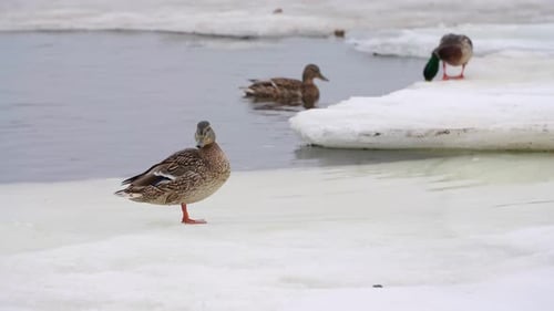 Ducks on Ice in Winter Nature Scene