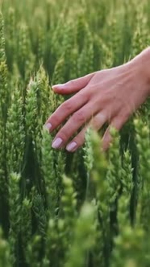 Woman's Hand Touching Green Wheat Ears