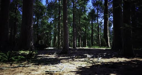 Tall Trees Provide Shade in a Serene Forest Setting Under Blue Sky