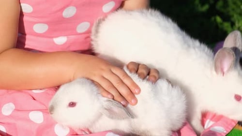 A Little Girl is Playing with White Rabbits While Sitting on the Grass in the Garden
