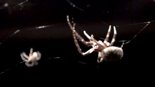 A spider can be seen walking to the left on the web upside down, and another spider can be seen walk