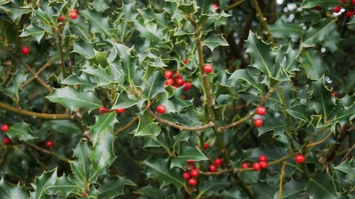 Un houx aux fruits rouges se balance doucement dans la brise automnale. La déco préférée des fêtes de Noël