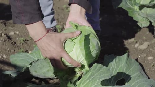 Hands Inspecting Cabbage in Rural Garden
