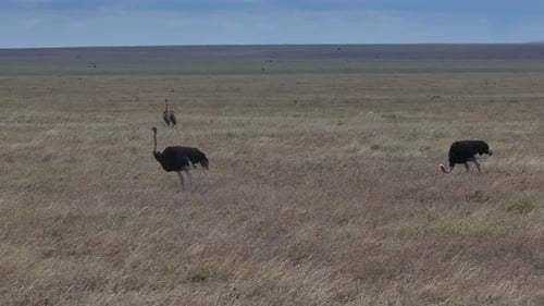 Ostriches Roaming the Serengeti Plains