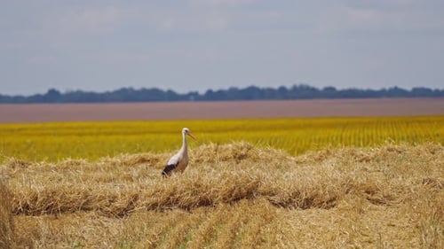 Storch läuft alleine auf dem Feld.