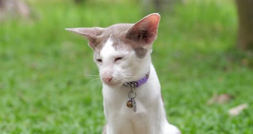 Porträt einer gefleckten orientalischen Katze im Garten