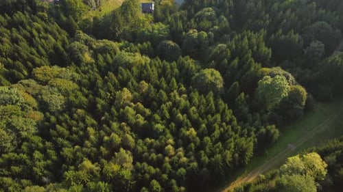 Flying Over Forest in Mountain