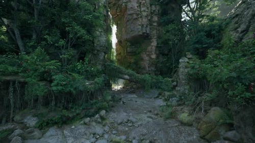 A Peaceful Forest Path Surrounded By Tall Trees Mountain Path