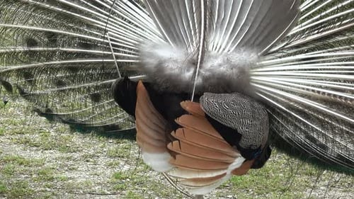 Pavo cristatus Indian peacock bird with green blue turqiose feather neck and tail