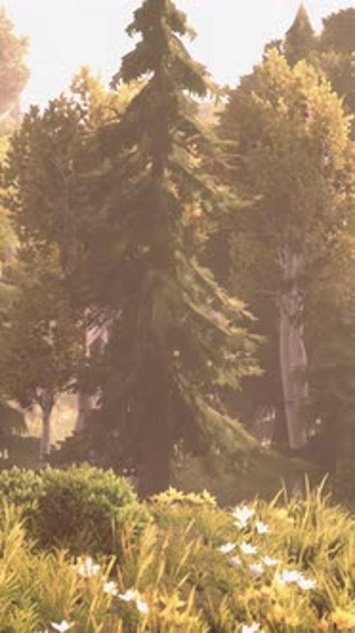 Cartoon Wooded Forest Trees Backlit By Golden Sunlight