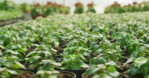 Slow motion close up of young plants are watering with automatic irrigation system in a greenhouse