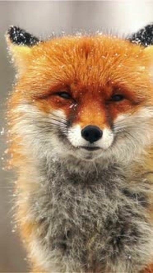 Vertical View Of Fox, Wildlife in Deep Forest