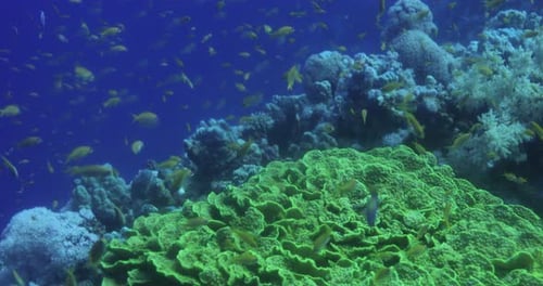 Lettuce Leaf Coral in The Reef of Red Sea surrounded by Anthias Fish