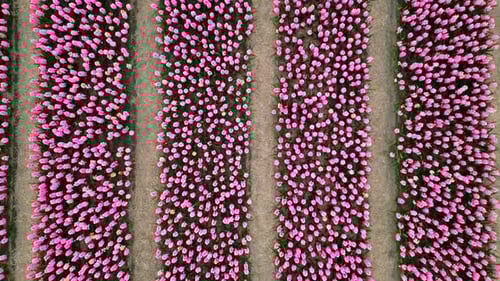 Drone Captures Scenic View of Pink Tulips in Amsterdam's Fields