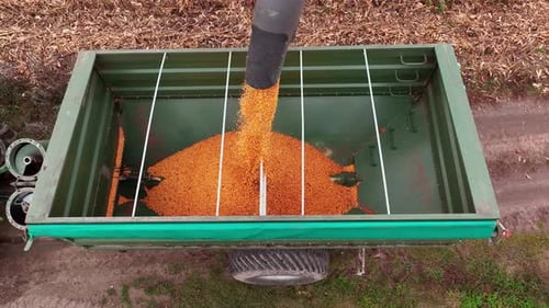 Corn Grain is Being Poured Into a Trailer From a Combine Harvester Harvesting Process Concept